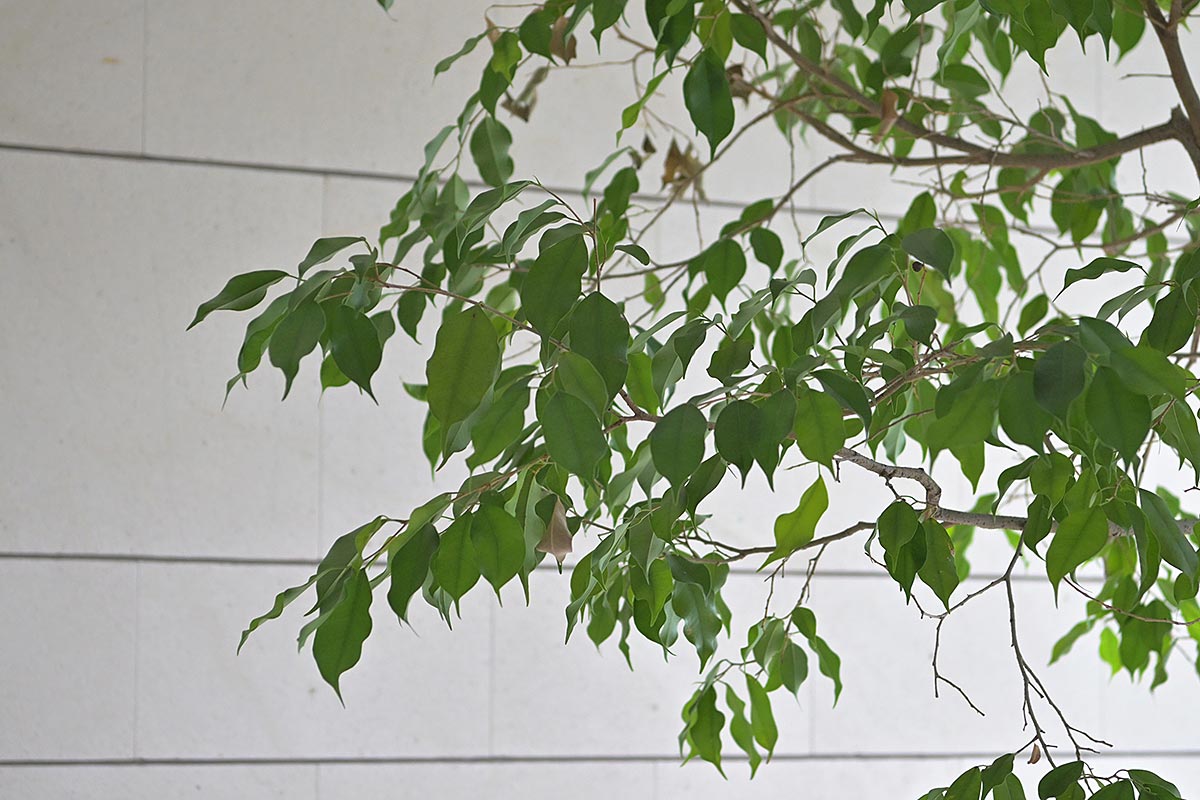 Senrioka house / OSAKA